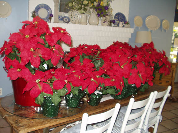 Christmas Poinsetta Kathy Peterson
